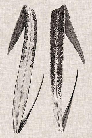 Custom Fern Family IV (LG) Black Ornate Wood Framed Art Print with Double Matting by Lowe