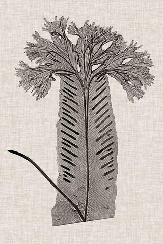 Custom Fern Family V (LG) White Modern Wood Framed Art Print with Double Matting by Lowe