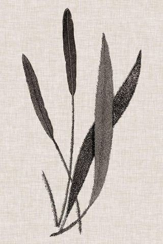 Custom Fern Family VI (LG) White Modern Wood Framed Art Print with Double Matting by Lowe