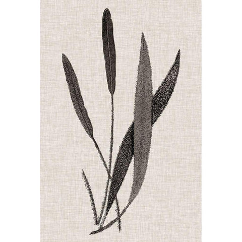 Custom Fern Family VI (LG) Black Modern Wood Framed Art Print by Lowe