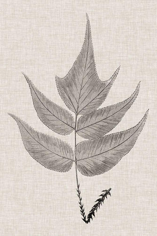 Custom Fern Family VII (LG) Black Ornate Wood Framed Art Print with Double Matting by Lowe