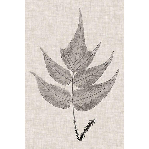 Custom Fern Family VII (LG) Gold Ornate Wood Framed Art Print with Double Matting by Lowe