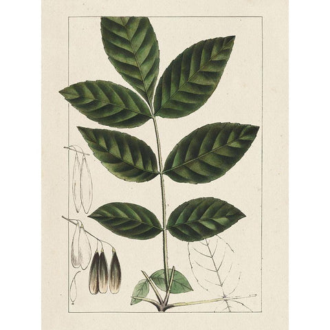 Custom Silva Leaves I (ASH) Black Modern Wood Framed Art Print by Silva, John