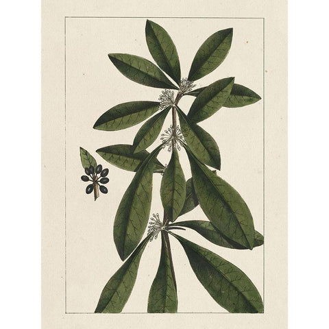 Custom Silva Leaves II (ASH) Gold Ornate Wood Framed Art Print with Double Matting by Silva, John