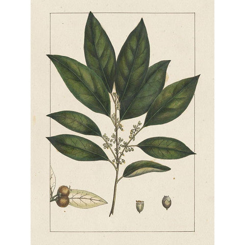 Custom Silva Leaves IV (ASH) Black Modern Wood Framed Art Print by Silva, John