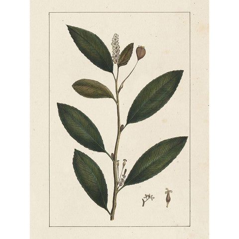 Custom Silva Leaves V (ASH) White Modern Wood Framed Art Print by Silva, John