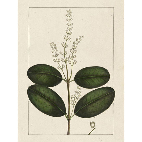 Custom Silva Leaves VI (ASH) Gold Ornate Wood Framed Art Print with Double Matting by Silva, John