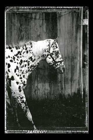 Equine Double Take I White Modern Wood Framed Art Print with Double Matting by Friedman, Susan