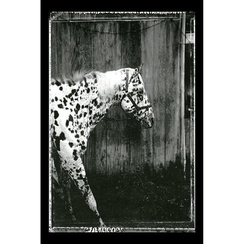 Equine Double Take I Gold Ornate Wood Framed Art Print with Double Matting by Friedman, Susan