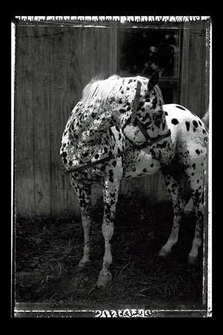 Equine Double Take II White Modern Wood Framed Art Print with Double Matting by Friedman, Susan