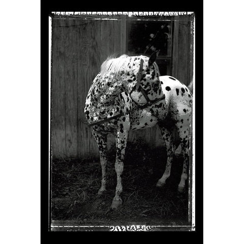 Equine Double Take II Black Modern Wood Framed Art Print by Friedman, Susan