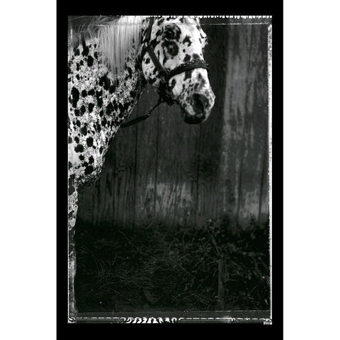 Equine Double Take III Black Modern Wood Framed Art Print with Double Matting by Friedman, Susan