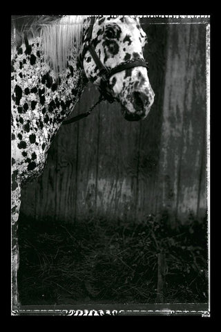 Equine Double Take III Black Ornate Wood Framed Art Print with Double Matting by Friedman, Susan