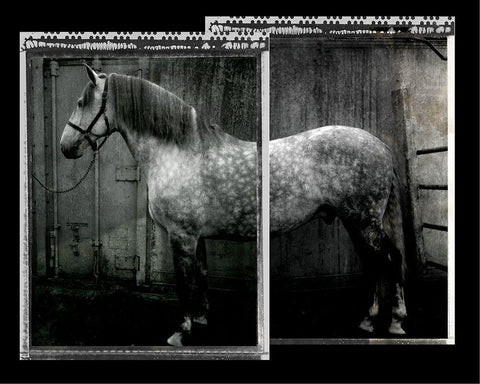 Equine Double Take IV White Modern Wood Framed Art Print with Double Matting by Friedman, Susan