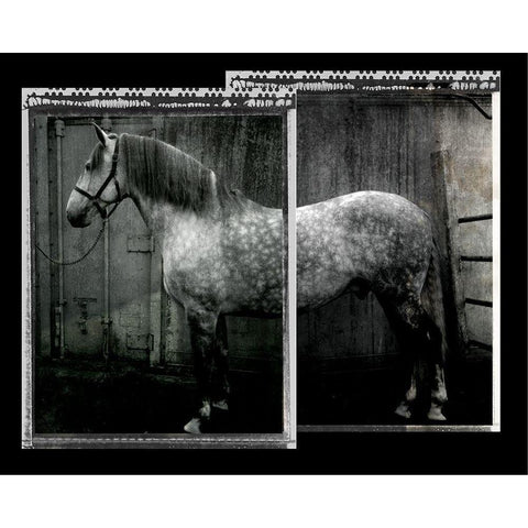 Equine Double Take IV Gold Ornate Wood Framed Art Print with Double Matting by Friedman, Susan