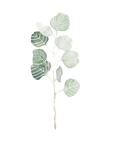 Soft Eucalyptus Branch I Black Ornate Wood Framed Art Print with Double Matting by Scarvey, Emma