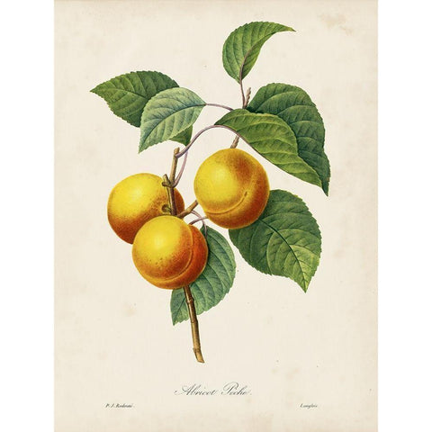 Redoutes Fruit I White Modern Wood Framed Art Print by Redoute, Pierre