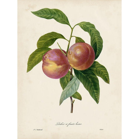 Redoutes Fruit II Gold Ornate Wood Framed Art Print with Double Matting by Redoute, Pierre