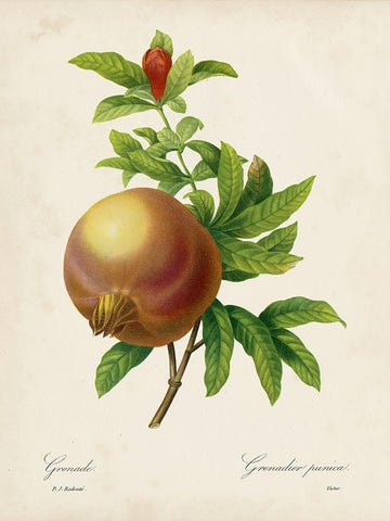 Redoutes Fruit III Black Ornate Wood Framed Art Print with Double Matting by Redoute, Pierre