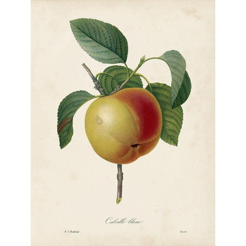 Redoutes Fruit IV White Modern Wood Framed Art Print by Redoute, Pierre