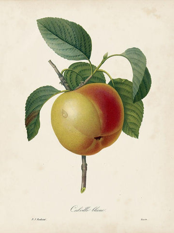 Redoutes Fruit IV Black Ornate Wood Framed Art Print with Double Matting by Redoute, Pierre