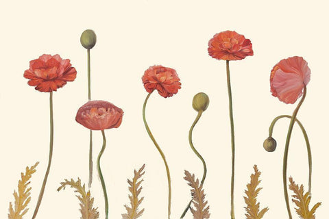 Coral Poppy Display I White Modern Wood Framed Art Print with Double Matting by Iafrate, Sandra