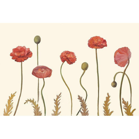 Coral Poppy Display I White Modern Wood Framed Art Print by Iafrate, Sandra
