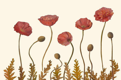Coral Poppy Display II Black Ornate Wood Framed Art Print with Double Matting by Iafrate, Sandra