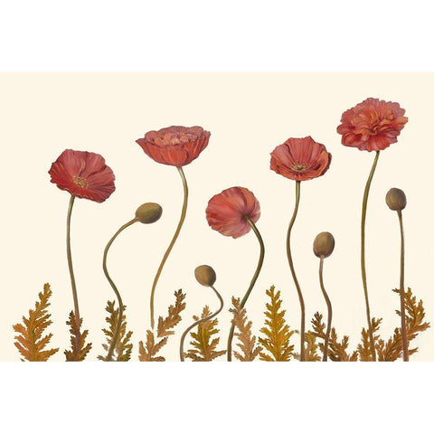 Coral Poppy Display II Black Modern Wood Framed Art Print by Iafrate, Sandra