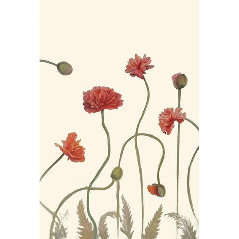 Coral Poppy Display III Black Modern Wood Framed Art Print with Double Matting by Iafrate, Sandra