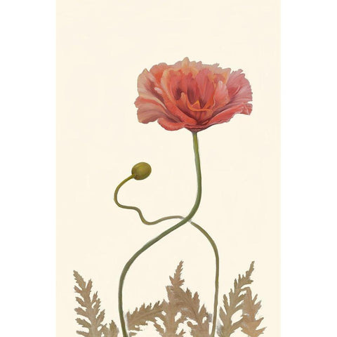 Coral Poppy Display IV Black Modern Wood Framed Art Print by Iafrate, Sandra