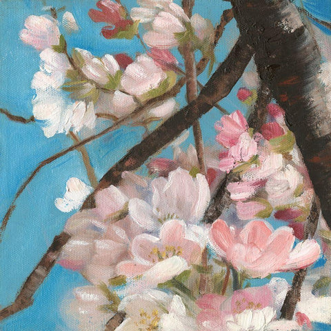 Cherry Blossoms II Black Modern Wood Framed Art Print with Double Matting by Iafrate, Sandra