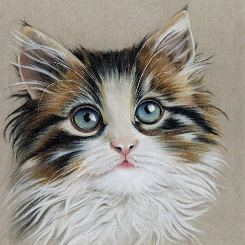 Kitten Portrait II Black Modern Wood Framed Art Print by Liama, Lily
