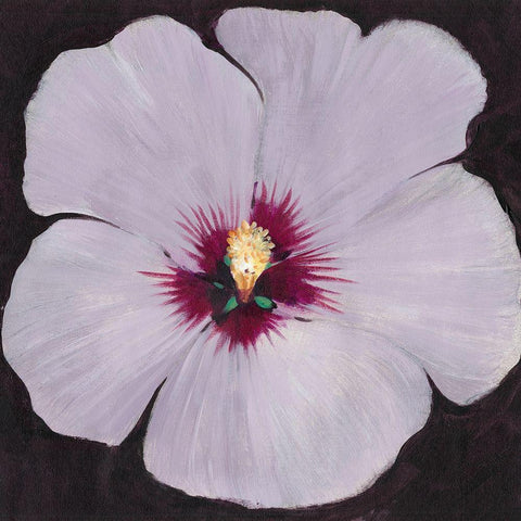 Hibiscus Portrait II Black Modern Wood Framed Art Print with Double Matting by OToole, Tim