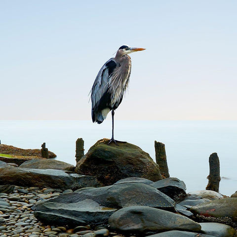 Beachscape Heron I Black Modern Wood Framed Art Print by McLoughlin, James