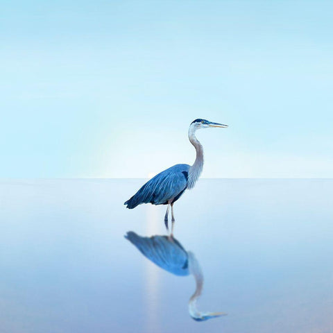 Beachscape Heron II Black Modern Wood Framed Art Print by McLoughlin, James