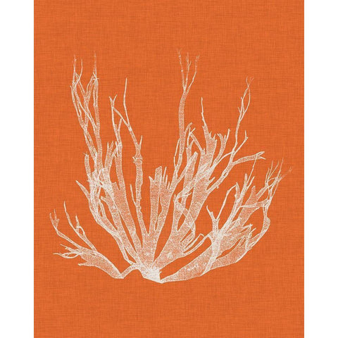 Seaweed Pop I White Modern Wood Framed Art Print by Vision Studio