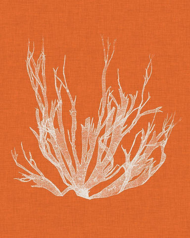 Seaweed Pop I Black Ornate Wood Framed Art Print with Double Matting by Vision Studio