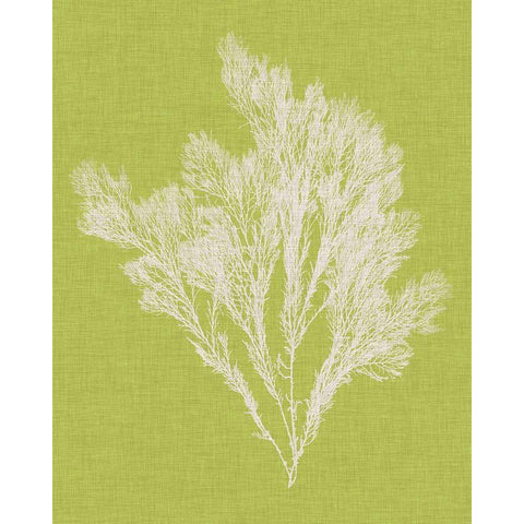 Seaweed Pop V Gold Ornate Wood Framed Art Print with Double Matting by Vision Studio