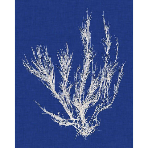 Seaweed Pop VI White Modern Wood Framed Art Print by Vision Studio