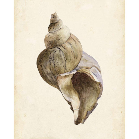 3-UP Watercolor Seashell II Black Modern Wood Framed Art Print with Double Matting by Wang, Melissa