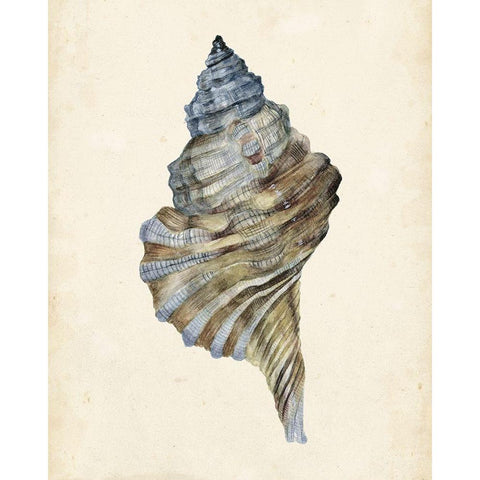 3-UP Watercolor Seashell III Gold Ornate Wood Framed Art Print with Double Matting by Wang, Melissa