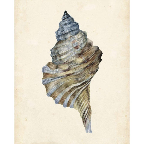 3-UP Watercolor Seashell III Black Modern Wood Framed Art Print with Double Matting by Wang, Melissa