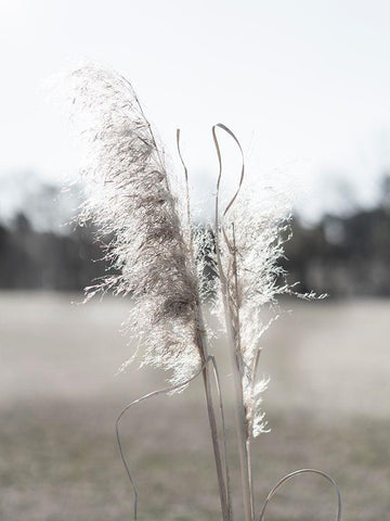 Ethereal Pampas I White Modern Wood Framed Art Print with Double Matting by Johnson, Jason