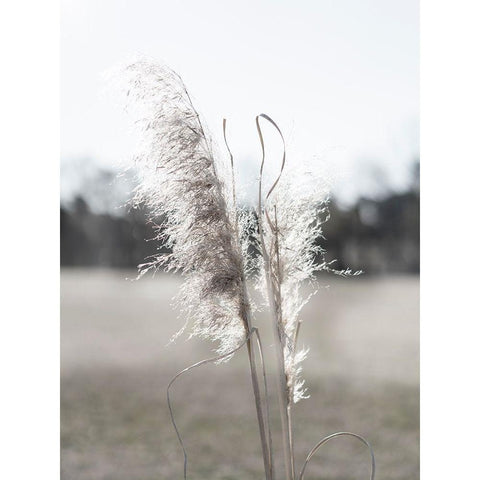 Ethereal Pampas I White Modern Wood Framed Art Print by Johnson, Jason