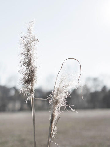 Ethereal Pampas II White Modern Wood Framed Art Print with Double Matting by Johnson, Jason
