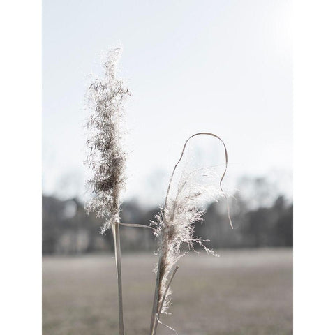 Ethereal Pampas II Black Modern Wood Framed Art Print by Johnson, Jason