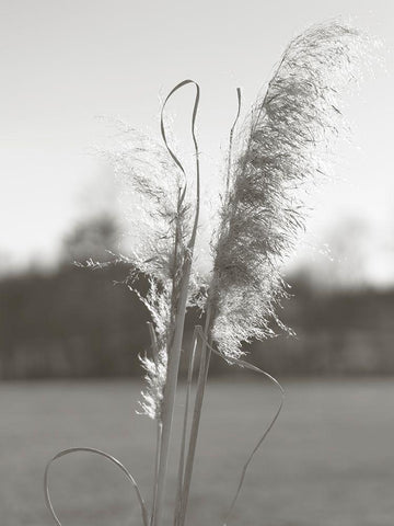 Ethereal Pampas III Black Ornate Wood Framed Art Print with Double Matting by Johnson, Jason