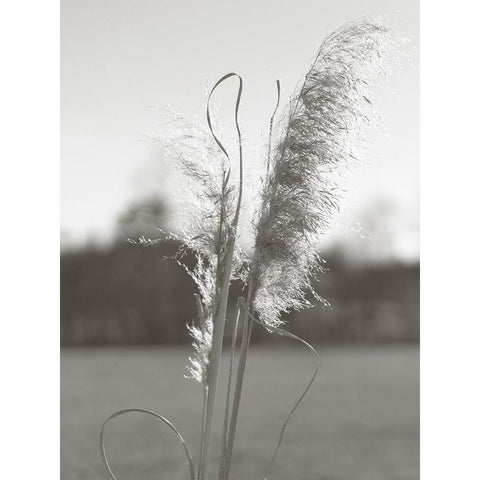 Ethereal Pampas III Black Modern Wood Framed Art Print by Johnson, Jason