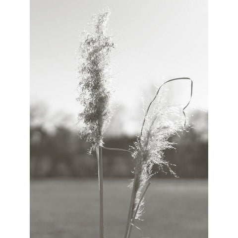 Ethereal Pampas IV Black Modern Wood Framed Art Print with Double Matting by Johnson, Jason